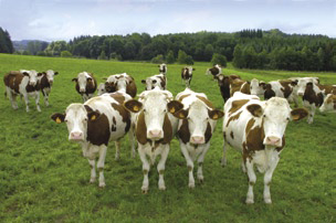 notre lait provient de nos troupeaux de vaches